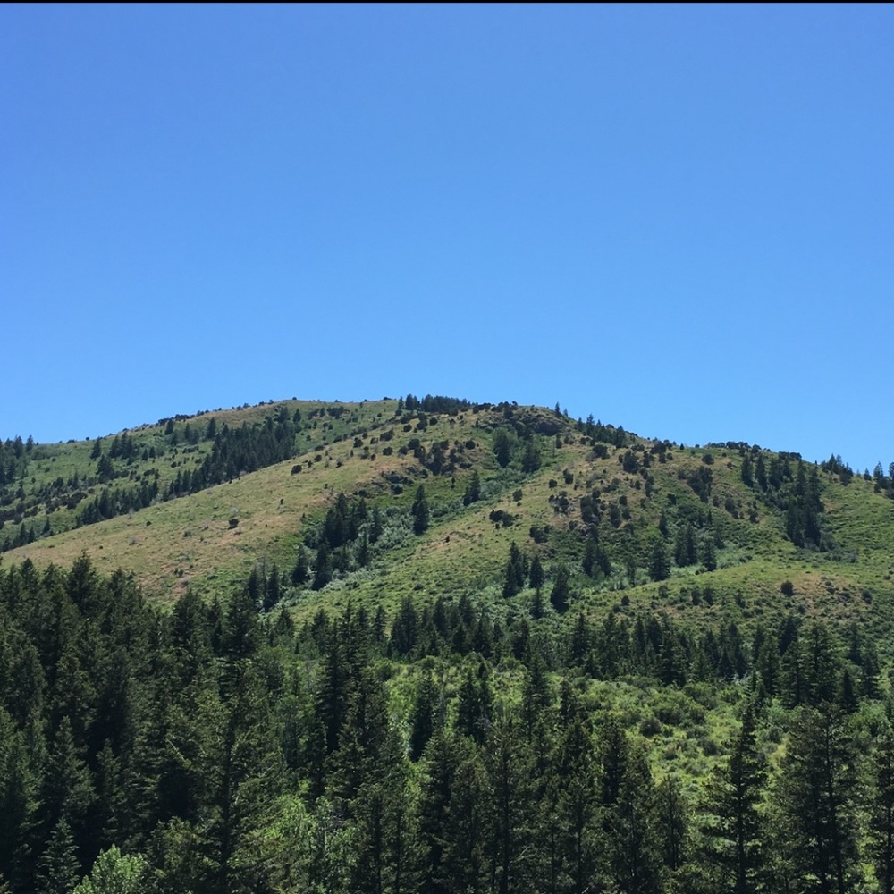 Meet your Posher, Holly